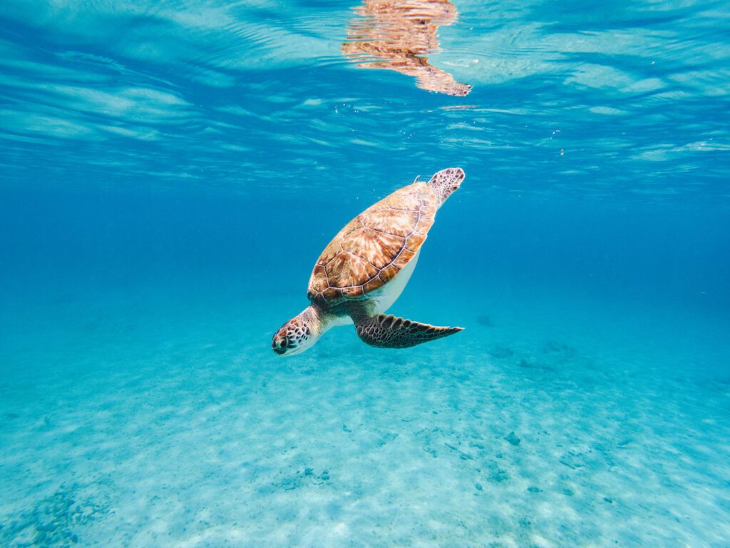 Green turtle