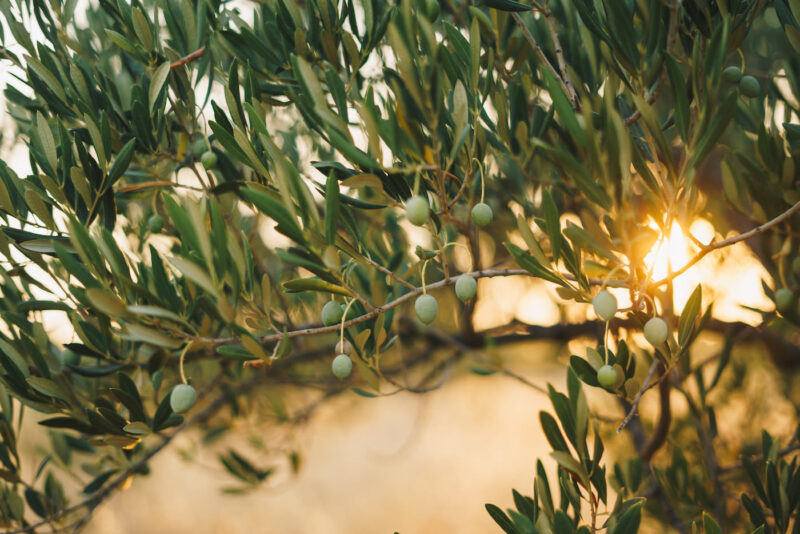 Branches with the fruits of the olive tree olives stock photo